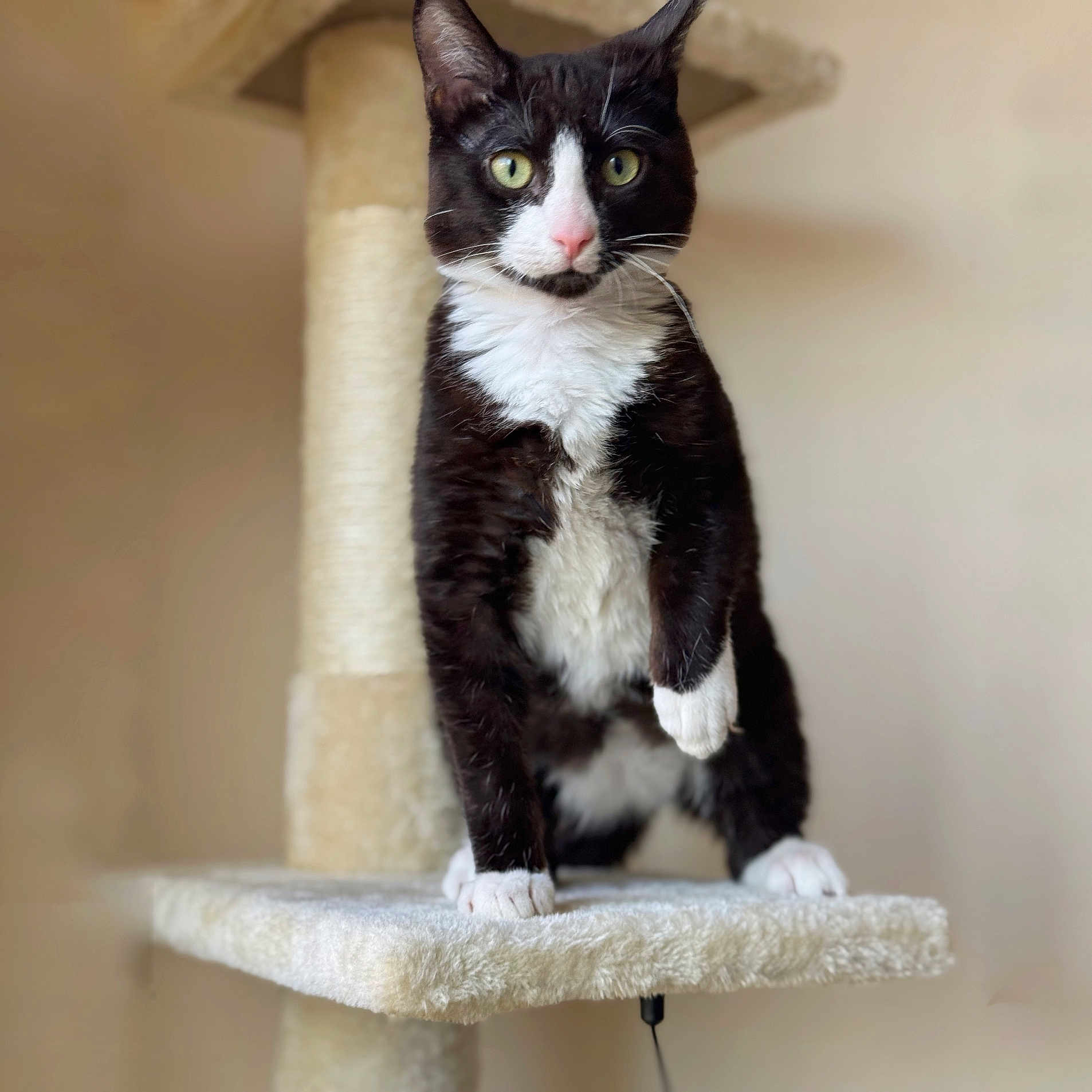 Boboh is registered to the contest to win money with this photo: cat, tuxedo_cat, pet, animal, feline, cat_tree, indoor, fur, whiskers, green_eyes, pink_nose, paw, standing, curious, closeup, portrait, soft_background, fur_texture, domestic_cat, cute
