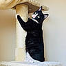 Boboh is registered to the contest to win money with this photo: cat, black_and_white, scratching_post, pet, feline, climbing, indoor, curious, whiskers, green_eyes, paws, fur, cute, playful, animal, domestic_cat, resting, looking_up, vertical, soft_texture