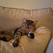 Mitzi joined the competition — help win amazing prizes! armrest, brown, cat, couch, cozy, cute, ears, feline, fur, furniture, home, indoor, paw, portrait, relaxed, resting, sleeping, sofa, tabby_cat, whiskers