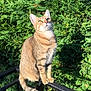 cat, tabby, animal, outdoor, nature, greenery, sunlight, fence, perched, fur, whiskers, ears, tail, pet, mammal, daylight, looking_up, closeup, domestic_cat, wildlife