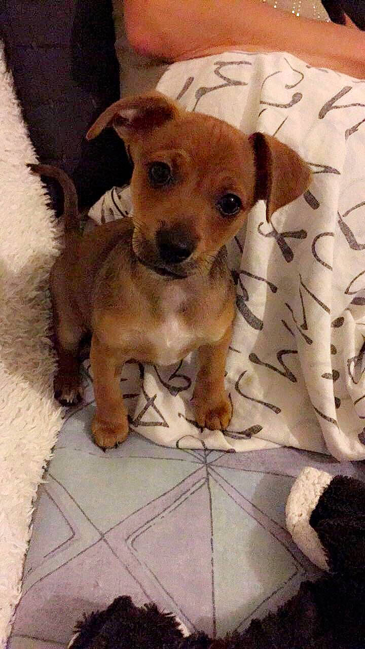 Pirate a rejoint le concours — aidez-le/la à gagner de superbes lots ! canidae, carnivore, chihuahua, companion_dog, dog, dog_breed, fawn, mammal, puppy, rare_breed_dog, snout, vertebrate