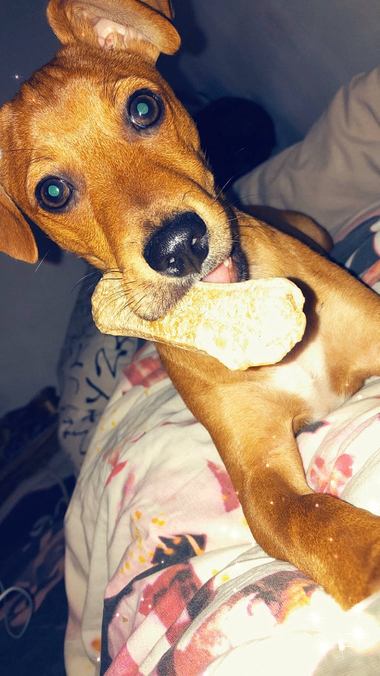 Pirate participe au concours pour gagner de l'argent avec cette photo : beagador, canidae, carnivore, dachshund, dog, dog_breed, ear, english_coonhound, harrier, hound, lurcher, mammal, mountain_cur, redbone_coonhound, segugio_italiano, snout