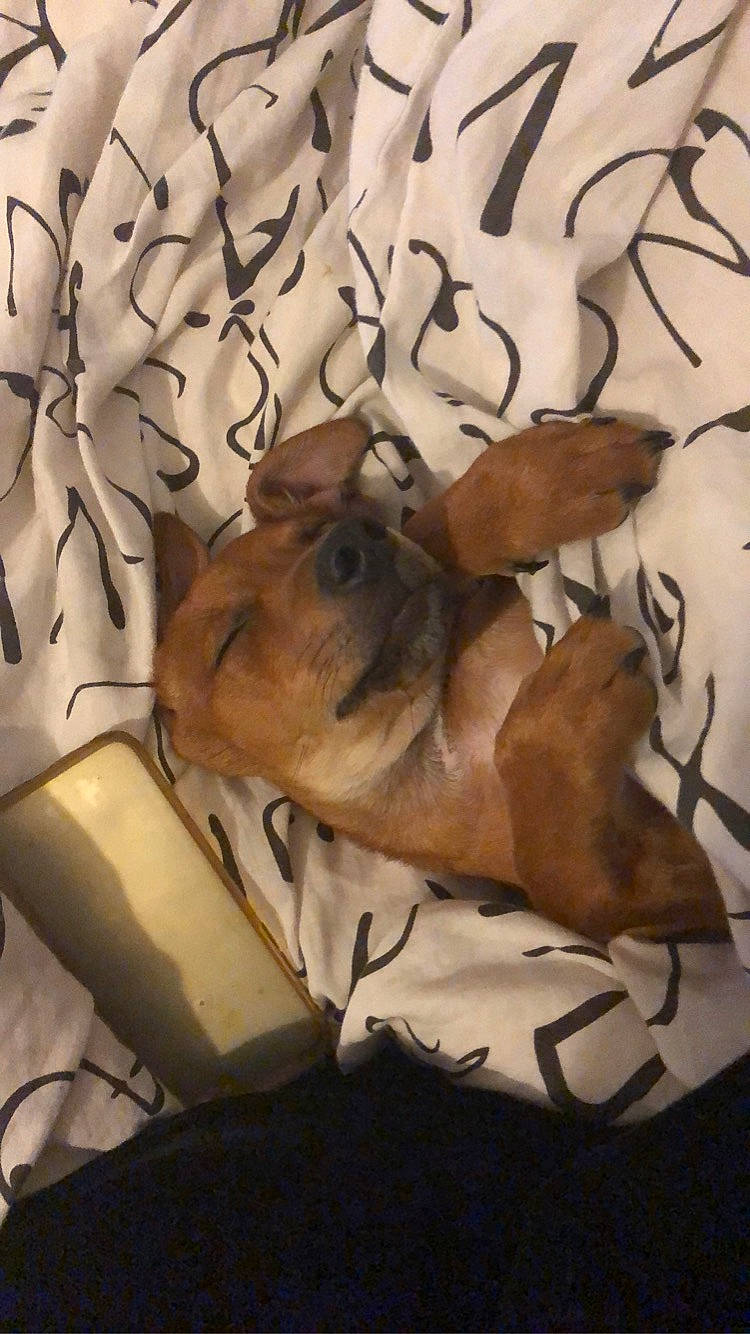 Pirate a rejoint le concours — aidez-le/la à gagner de superbes lots ! canidae, carnivore, dog, dog_breed, fawn, rhodesian_ridgeback, vizsla