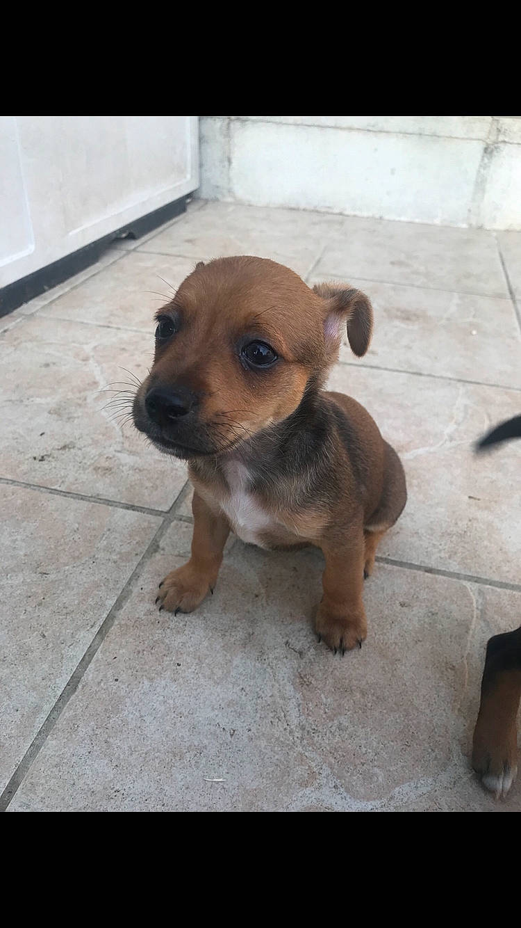 Pirate a rejoint le concours — aidez-le/la à gagner de superbes lots ! canidae, carnivore, chihuahua, companion_dog, dog, dog_breed, fawn, mammal, potcake_dog, puppy, rare_breed_dog, snout, sporting_group, street_dog, vertebrate