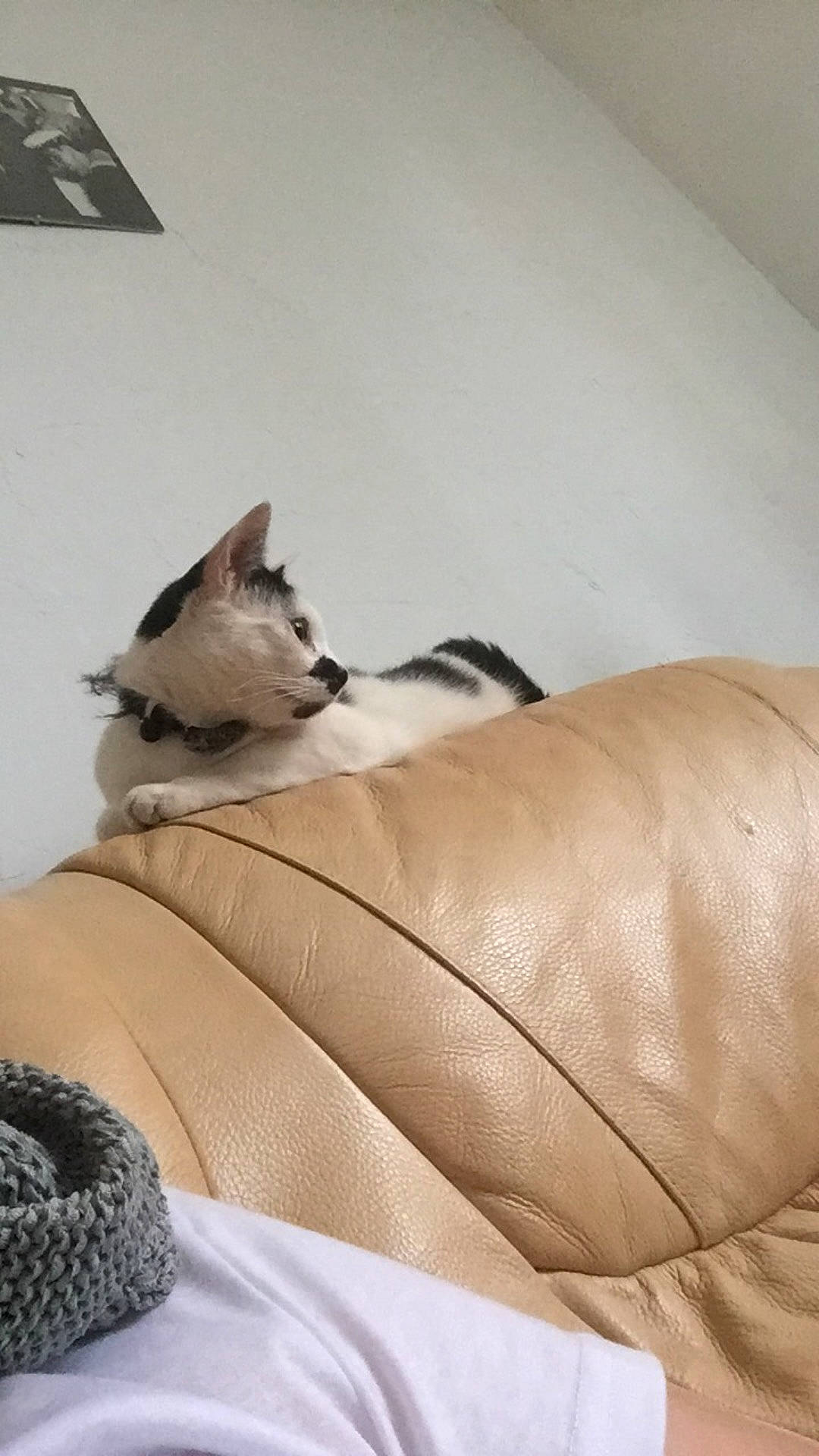 Petit Chat a rejoint le concours — aidez-le/la à gagner de superbes lots ! balinese, carnivore, cat, comfort, fawn, felidae, furniture, kitten, nap, ragdoll, small_to_medium_sized_cats, thai, tonkinese, whiskers