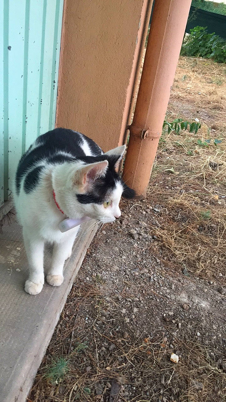 Petit Chat participe au concours pour gagner de l'argent avec cette photo : carnivore, cat, domestic_short_haired_cat, felidae, polydactyl_cat, small_to_medium_sized_cats, snout, tail, whiskers