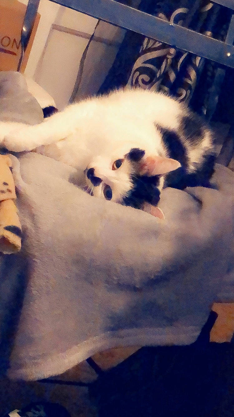 Petit Chat participe au concours pour gagner de l'argent avec cette photo : canidae, carnivore, cat, dog, dog_breed, felidae, fur, japanese_chin, kitten, paw, pomeranian, puppy, small_to_medium_sized_cats, toy_dog, whiskers