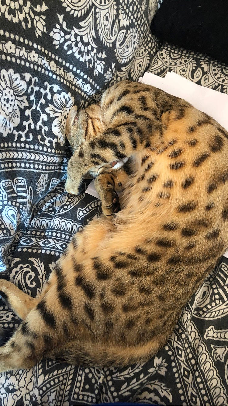 Miminette participe au concours pour gagner de l'argent avec cette photo : bengal, big_cats, carnivore, cat, felidae, fur, jaguar, leopard, mammal, small_to_medium_sized_cats, snout, terrestrial_animal, vertebrate, whiskers, wild_cat, wildlife