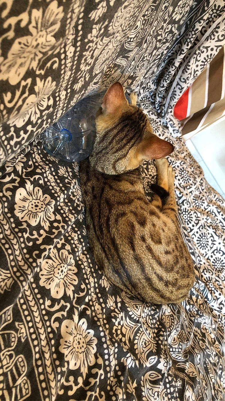 Miminette a rejoint le concours — aidez-le/la à gagner de superbes lots ! asian, bengal, carnivore, cat, domestic_short_haired_cat, dragon_li, egyptian_mau, european_shorthair, fawn, felidae, fur, kitten, mammal, ocicat, pixie_bob, savannah, small_to_medium_sized_cats, tabby_cat, toyger, whiskers