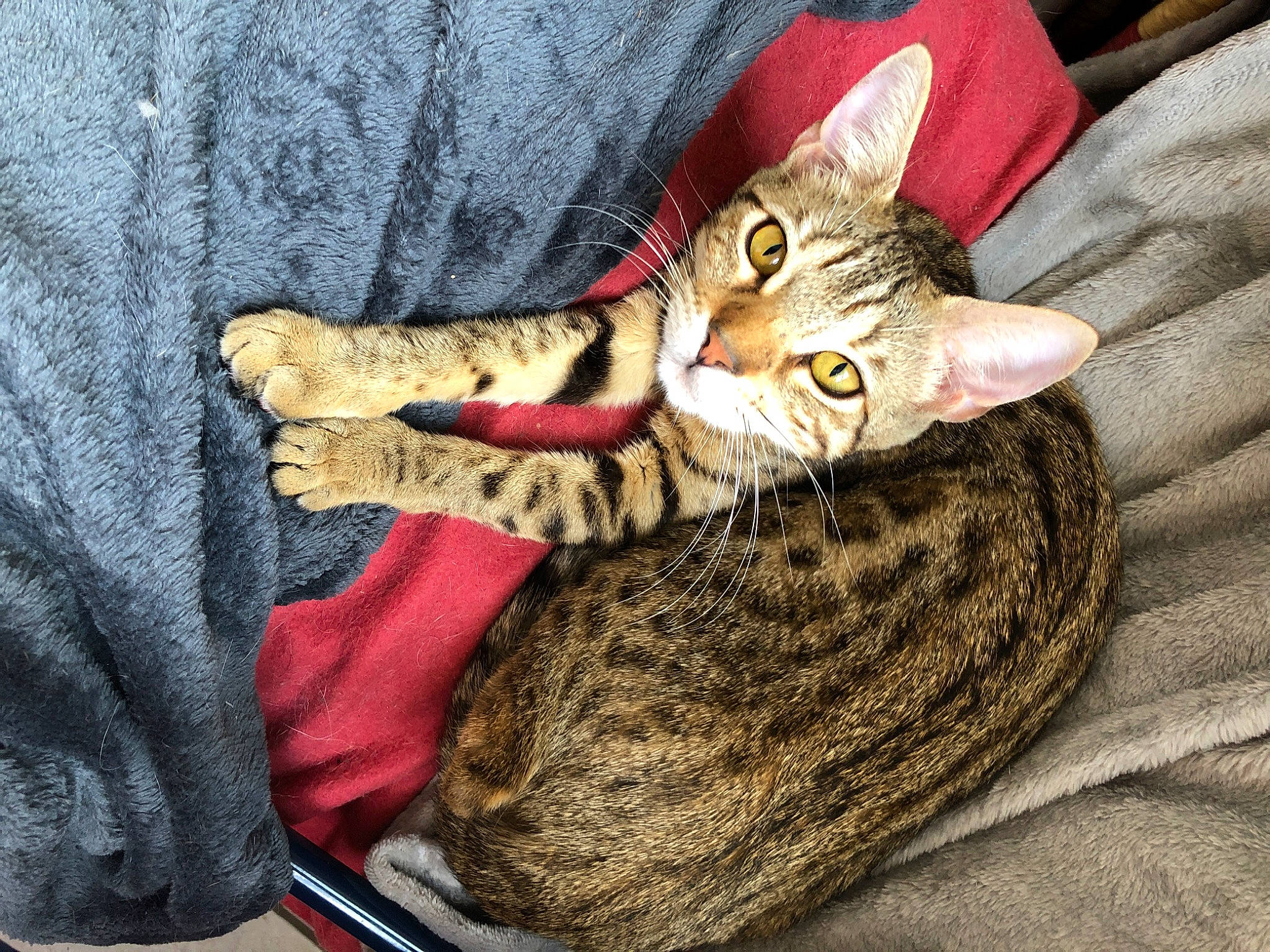 Miminette participe au concours pour gagner de l'argent avec cette photo : arabian_mau, asian, bengal, california_spangled, carnivore, cat, chausie, domestic_short_haired_cat, dragon_li, egyptian_mau, european_shorthair, felidae, kitten, mammal, ocicat, savannah, small_to_medium_sized_cats, tabby_cat, toyger, whiskers