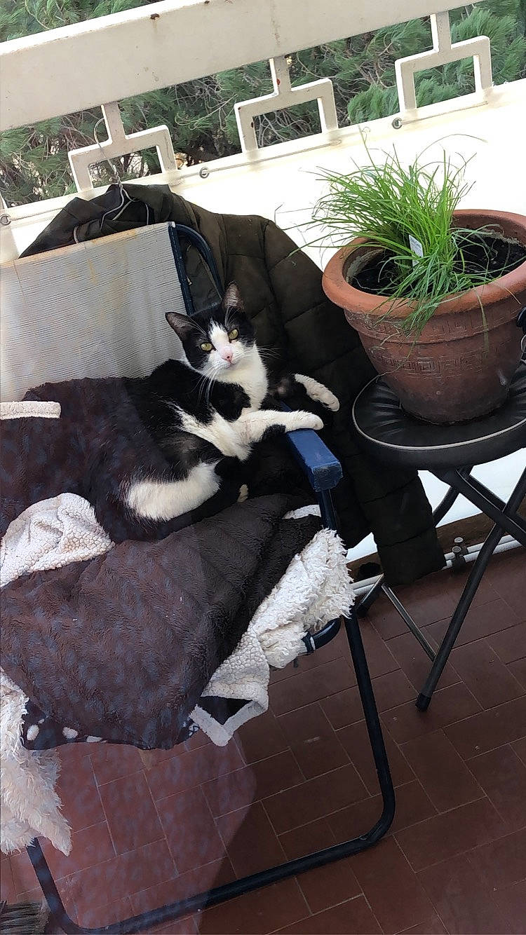 Flora participe au concours pour gagner de l'argent avec cette photo : canidae, carnivore, cat, chair, felidae, small_to_medium_sized_cats, table, tail, whiskers