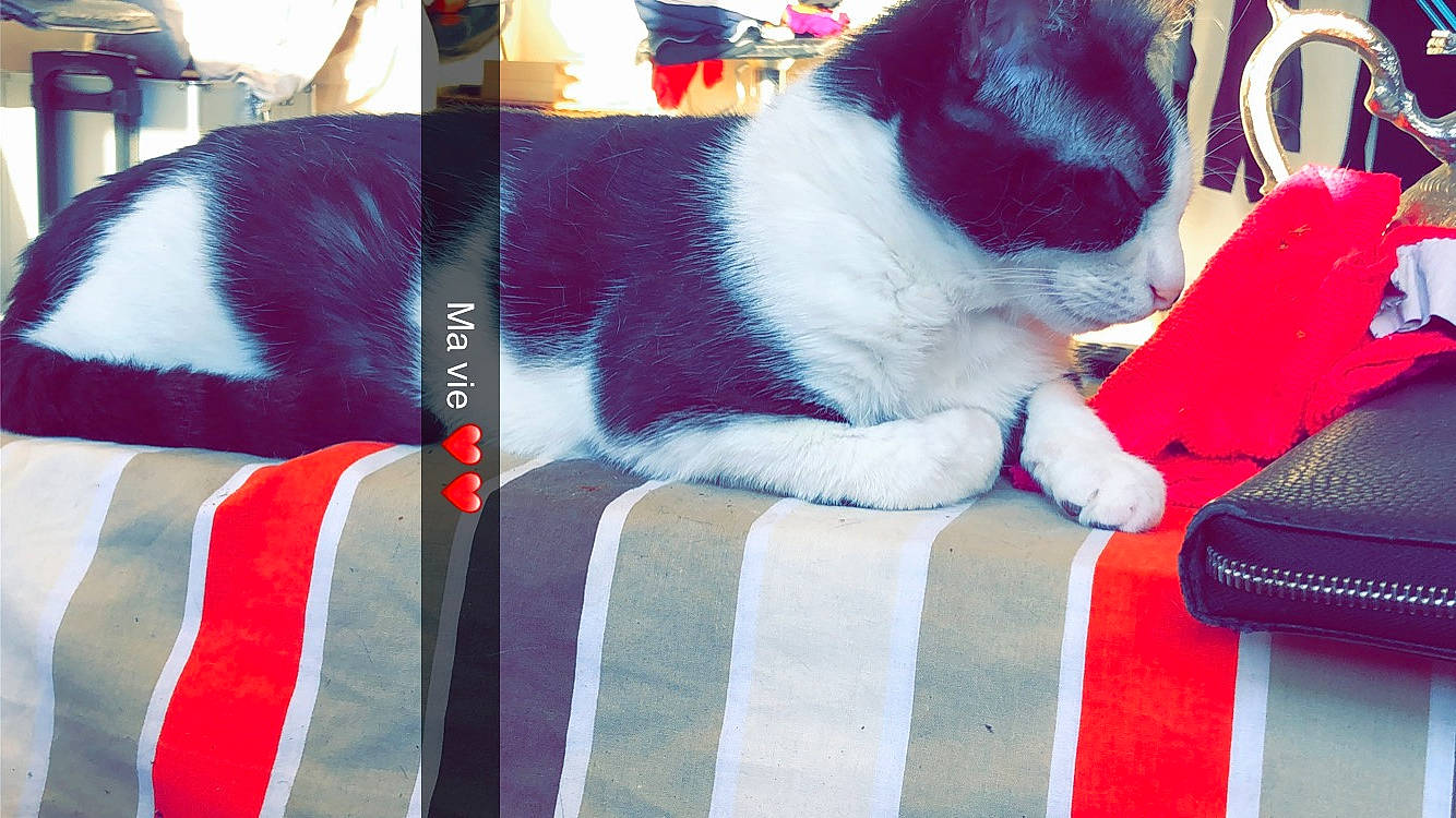 Flora a rejoint le concours — aidez-le/la à gagner de superbes lots ! canidae, carnivore, cat, felidae, fur, small_to_medium_sized_cats, tail