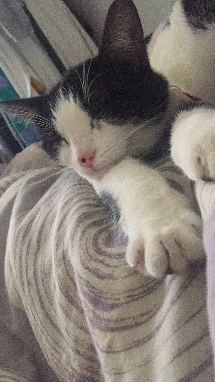 Flora a rejoint le concours — aidez-le/la à gagner de superbes lots ! aegean_cat, carnivore, cat, felidae, fur, kitten, nap, norwegian_forest_cat, paw, polydactyl_cat, small_to_medium_sized_cats, snout, tail, whiskers