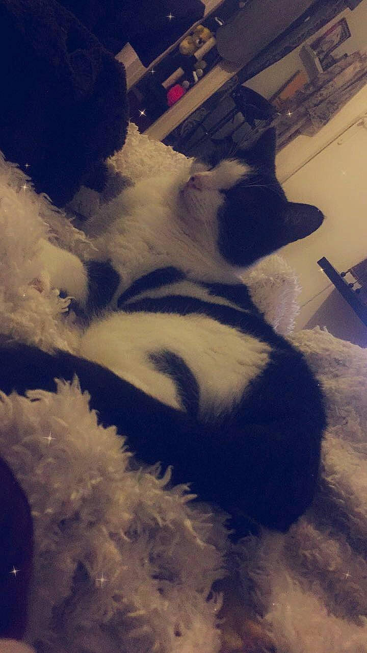 Flora a rejoint le concours — aidez-le/la à gagner de superbes lots ! canidae, cloud, fur, meteorological_phenomenon, mountain, non_sporting_group, paw, sky, snow, winter