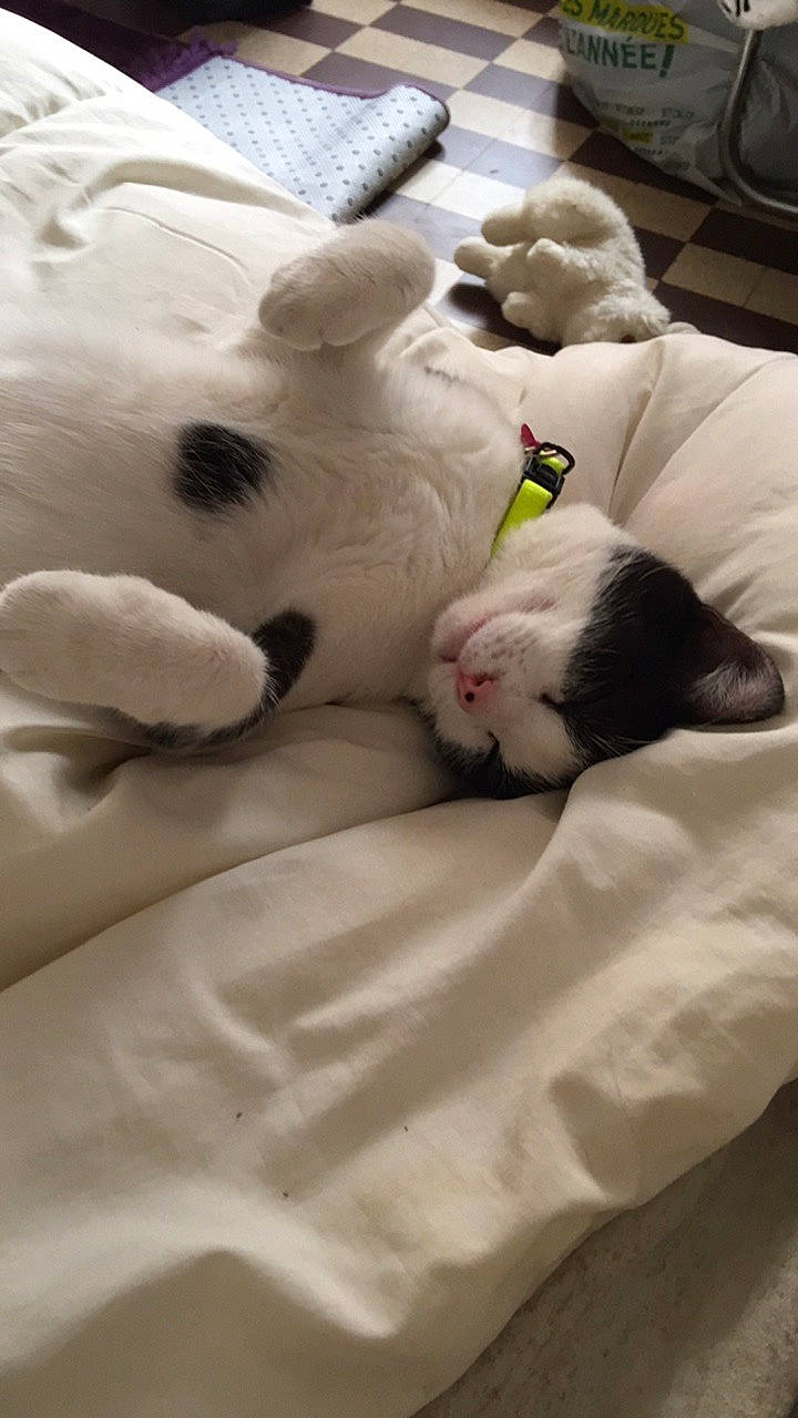 Flora a rejoint le concours — aidez-le/la à gagner de superbes lots ! canidae, carnivore, cat, dog_breed, felidae, nap, non_sporting_group, puppy, room