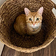 Me Bell is registered to the contest to win money with this photo: cat, orange_cat, tabby_cat, basket, woven_basket, wicker, pet, green_eyes, whiskers, collar, bell, sitting, looking_up, indoor, hardwood_floor, texture, cozy, close_up, portrait, home