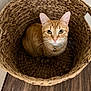 cat, orange_cat, tabby_cat, basket, woven_basket, wicker, pet, green_eyes, whiskers, collar, bell, sitting, looking_up, indoor, hardwood_floor, texture, cozy, close_up, portrait, home