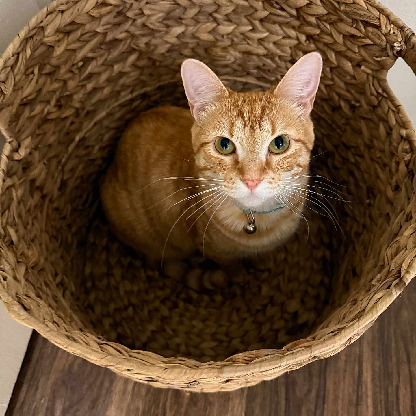 Me Bell is registered to the contest to win money with this photo: basket, bell, cat, close_up, collar, cozy, green_eyes, hardwood_floor, home, indoor, looking_up, orange_cat, pet, portrait, sitting, tabby_cat, texture, whiskers, wicker, woven_basket
