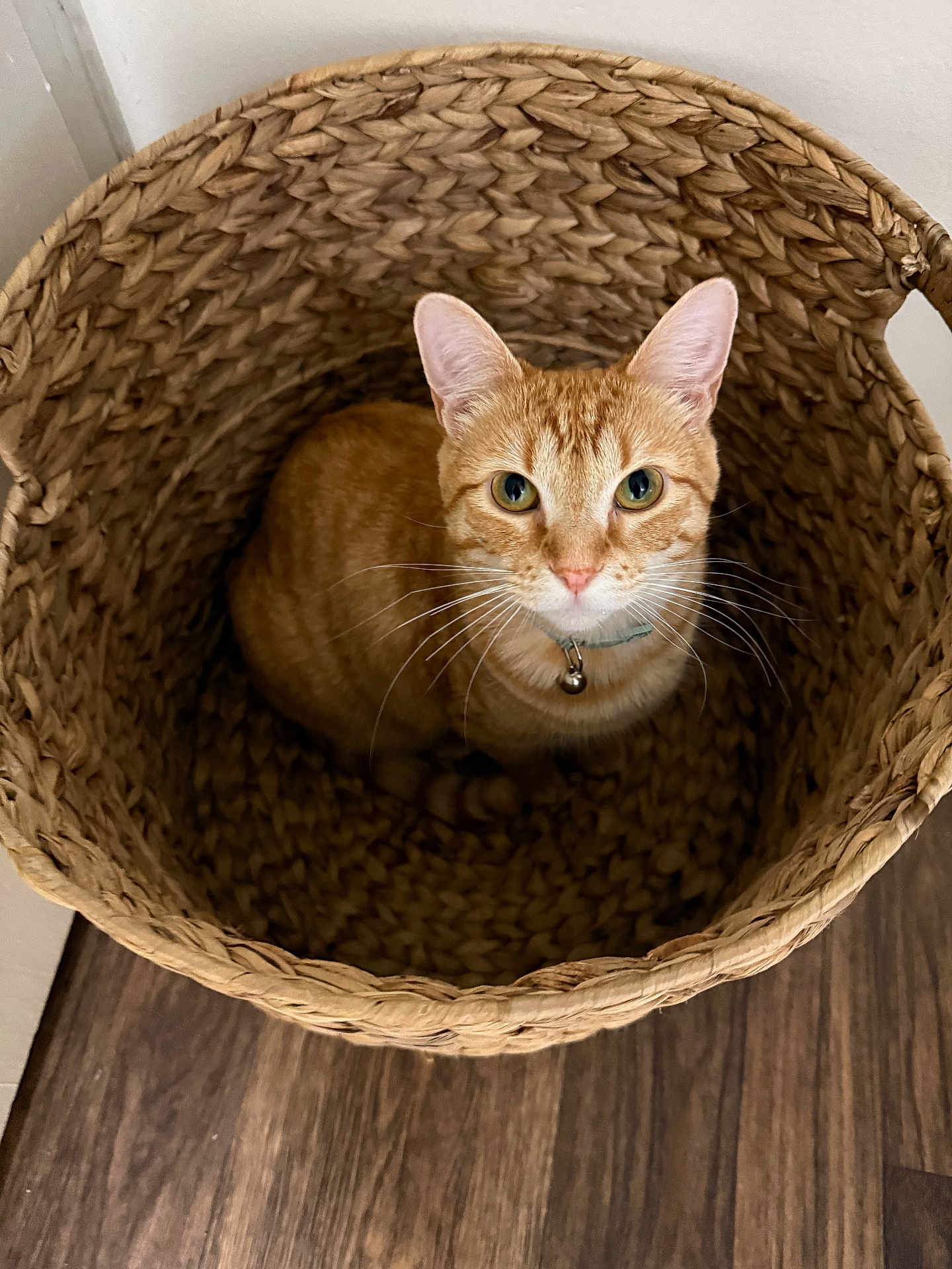 Me Bell is registered to the contest to win money with this photo: cat, orange_cat, tabby_cat, basket, woven_basket, wicker, pet, green_eyes, whiskers, collar, bell, sitting, looking_up, indoor, hardwood_floor, texture, cozy, close_up, portrait, home