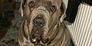 Titto is registered to the contest to win money with this photo: animal, brown_dog, canine, closeup, companion, cute, dog, domestic, floor, flooring, furniture, indoor, jacket, large_dog, looking_up, pet, portrait, radiator, sitting, white_patch