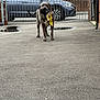 Titto joined the competition — help win amazing prizes! animal, brick_house, canine, car, daylight, dog, driveway, ears, fence, gate, mouth, outdoor, pavement, pet, playful, residential_area, standing, tail, toy, walkway