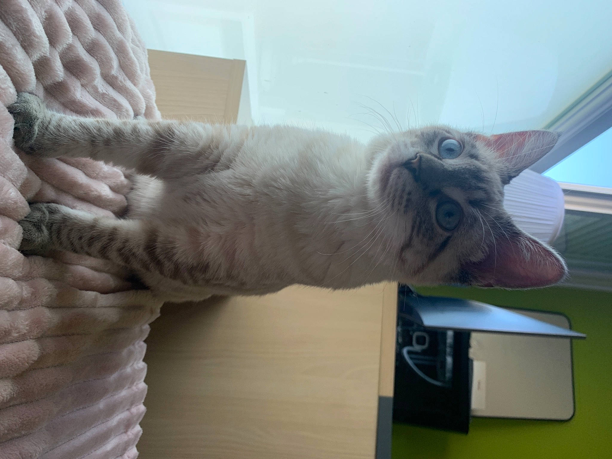 Narnia participe au concours pour gagner de l'argent avec cette photo : carnivore, cat, ear, fawn, felidae, fur, small_to_medium_sized_cats, whiskers