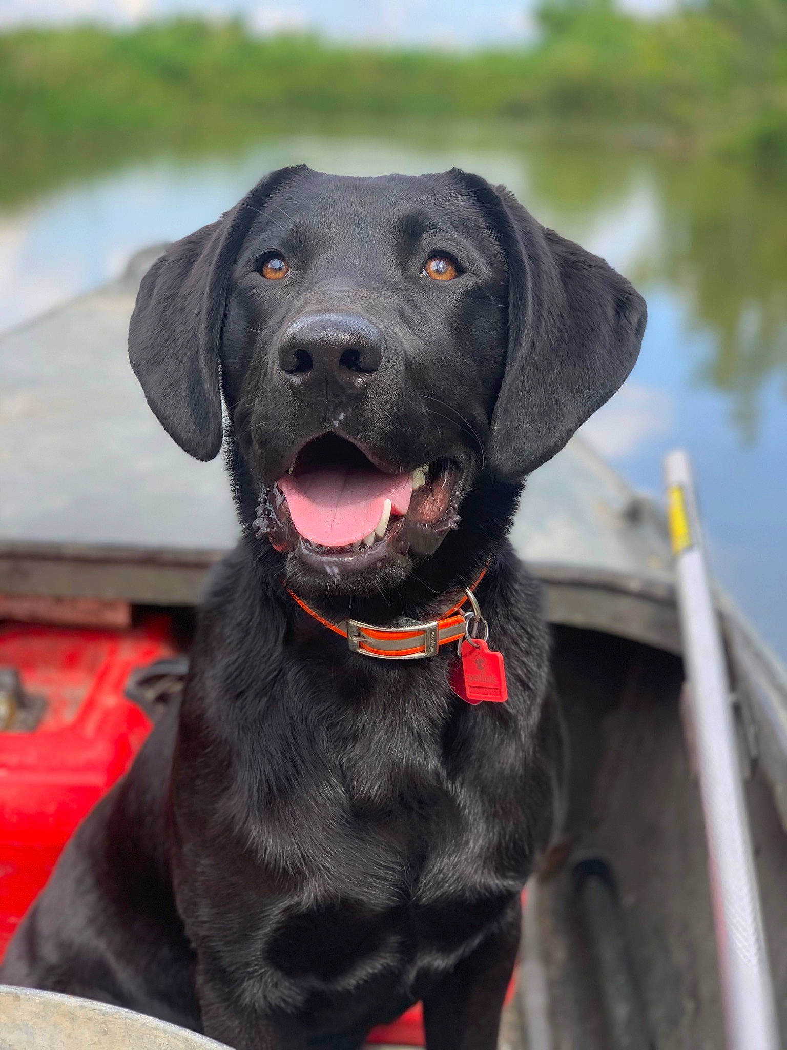 Swamp joined the competition — help win amazing prizes! borador, canidae, carnivore, collar, companion_dog, dog, dog_breed, dog_collar, gun_dog, hunting_dog, lake, liver, plant, snout, sporting_group, water, working_animal, working_dog