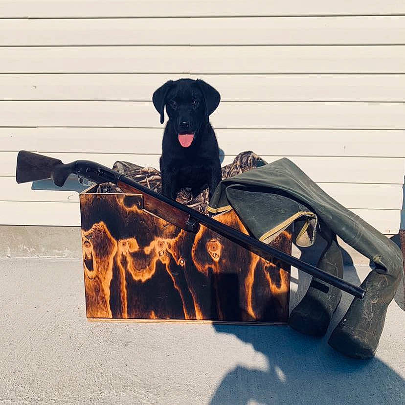 Swamp joined the competition — help win amazing prizes! art, automotive_design, automotive_exterior, automotive_tire, bumper, canidae, carnivore, companion_dog, dog, dog_breed, dog_collar, fashion_accessory, guard_dog, metal, personal_protective_equipment, rolling, shadow, sporting_group, wood, working_animal