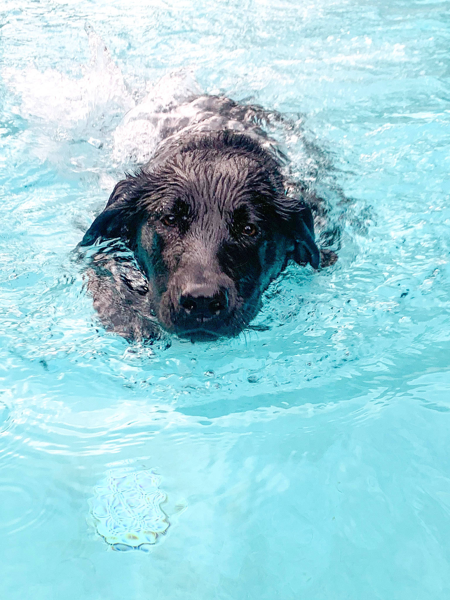 Swamp joined the competition — help win amazing prizes! bathing, canidae, carnivore, circle, companion_dog, dog, dog_breed, labradoodle, lake, liquid, ocean, retriever, small_terrier, snout, sporting_group, terrier, water, water_dog, working_animal