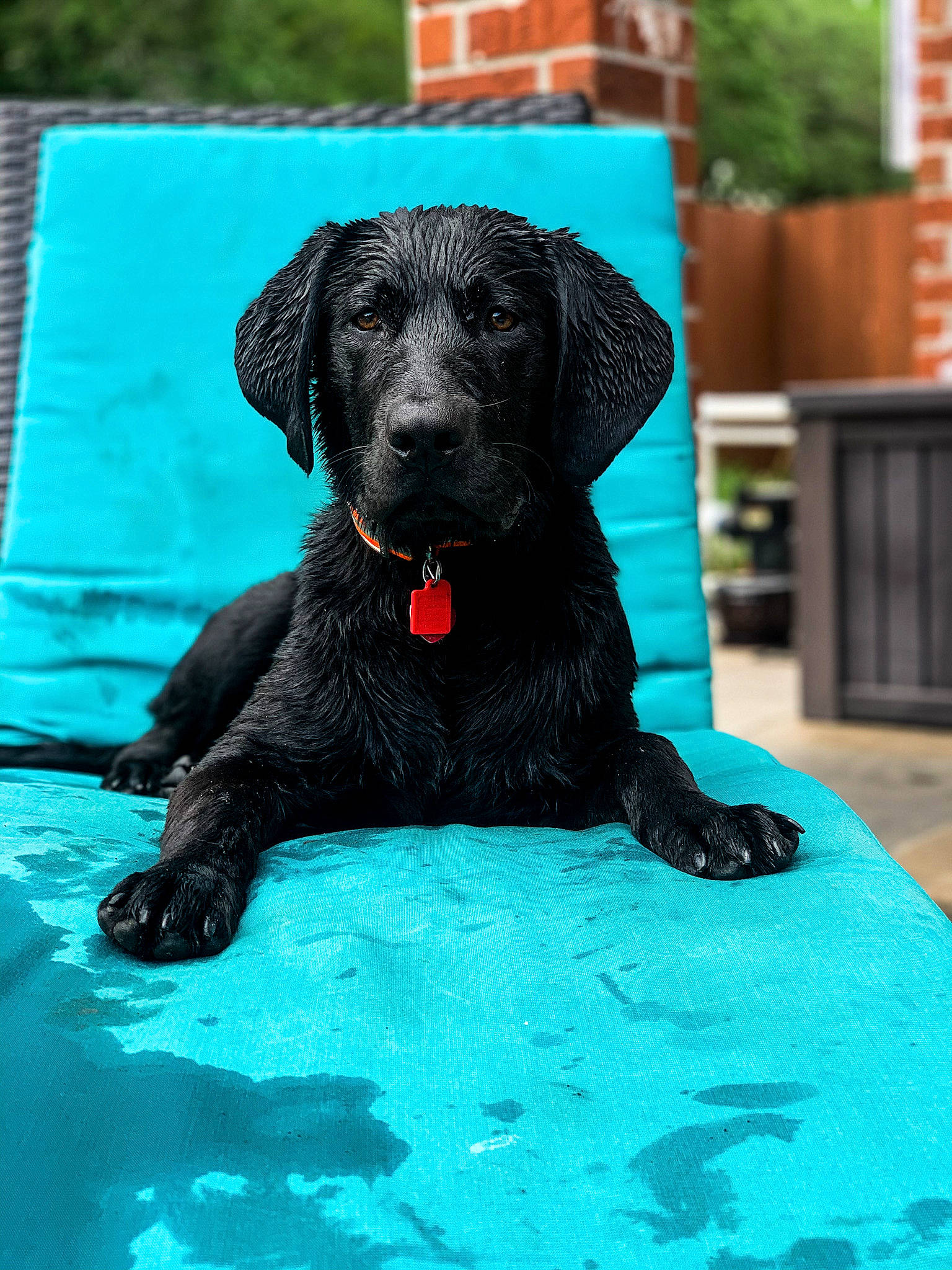 Swamp joined the competition — help win amazing prizes! blue, borador, canidae, carnivore, collar, companion_dog, dog, dog_breed, dog_collar, dog_supply, electric_blue, green, gun_dog, liver, pet_supply, snout, sporting_group, terrestrial_animal, water, working_animal