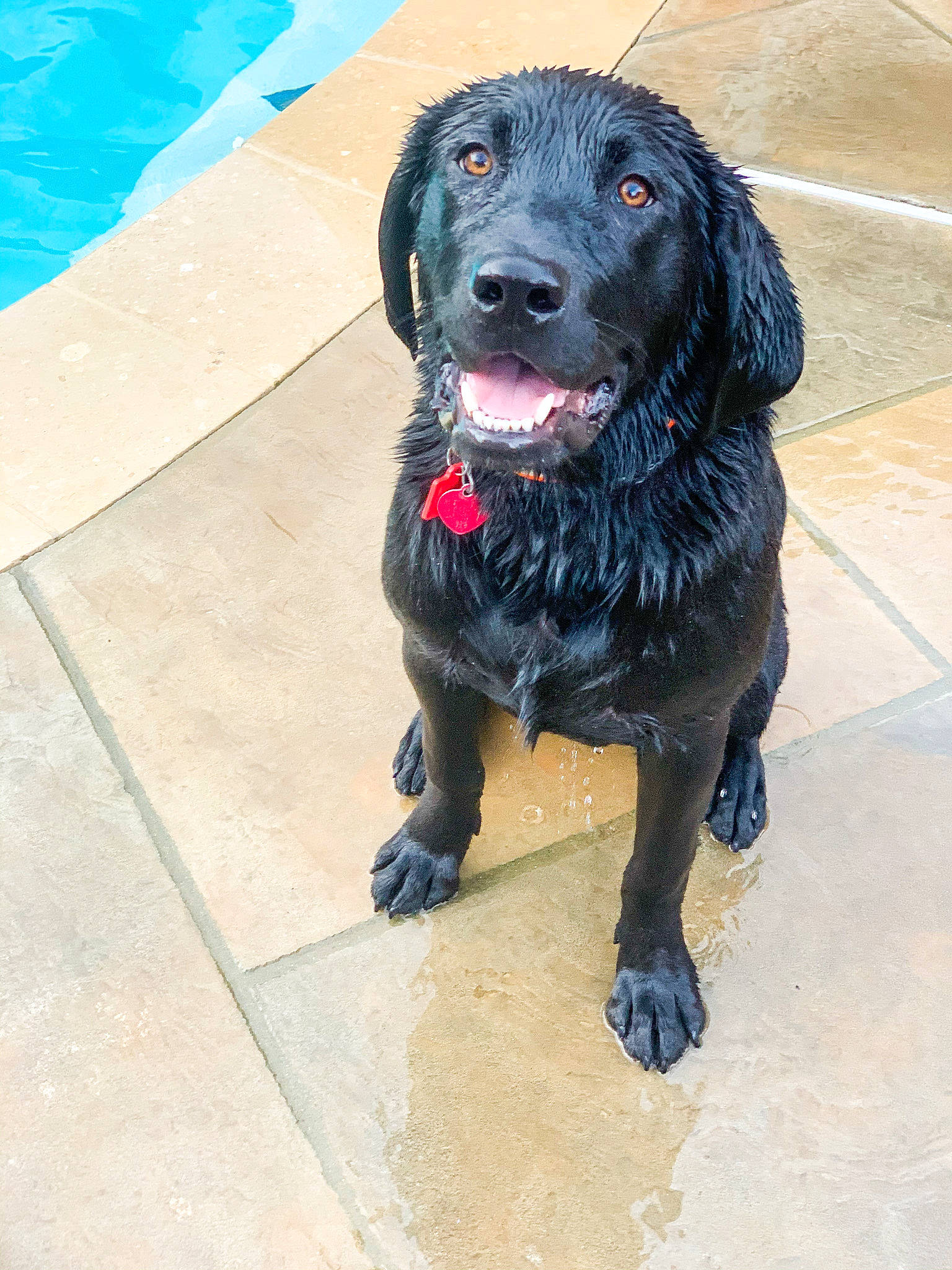 Swamp joined the competition — help win amazing prizes! borador, canidae, carnivore, companion_dog, dog, dog_breed, dog_collar, electric_blue, fur, guard_dog, gun_dog, hunting_dog, liver, retriever, snout, sporting_group, tail, water, working_animal, working_dog