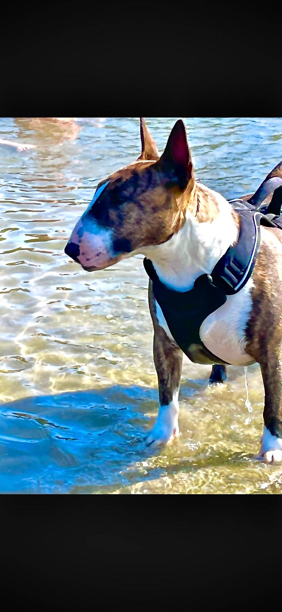 Rocket a rejoint le concours — aidez-le/la à gagner de superbes lots ! canidae, carnivore, collar, companion_dog, dog, dog_breed, dog_collar, dog_sports, dog_supply, electric_blue, fawn, snout, sporting_group, tail, terrestrial_animal, terrier, water, whiskers, wildlife, working_animal