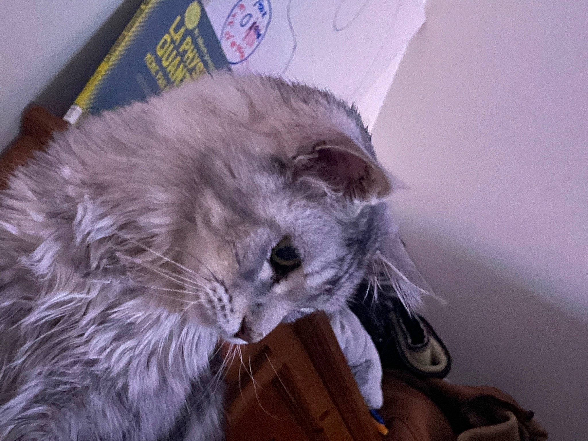 Sushi participe au concours pour gagner de l'argent avec cette photo : bag, british_longhair, canidae, carnivore, cat, claw, companion_dog, dog_breed, domestic_short_haired_cat, felidae, fur, luggage_and_bags, russian_blue, small_to_medium_sized_cats, tail, terrestrial_animal, toy_dog, whiskers