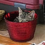 animal, basket, cat, container, cozy, cute, domestic, feline, floor, fur, home, household, indoor, kitten, pet, red, resting, sleeping, small, tabby