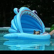 Coco joined the competition — help win amazing prizes! dog, pool, inflatable, shark, float, water, summer, pet, animal, outdoor, relaxing, blue, swimming_pool, canine, leisure, vacation, fun, toy, floating, head