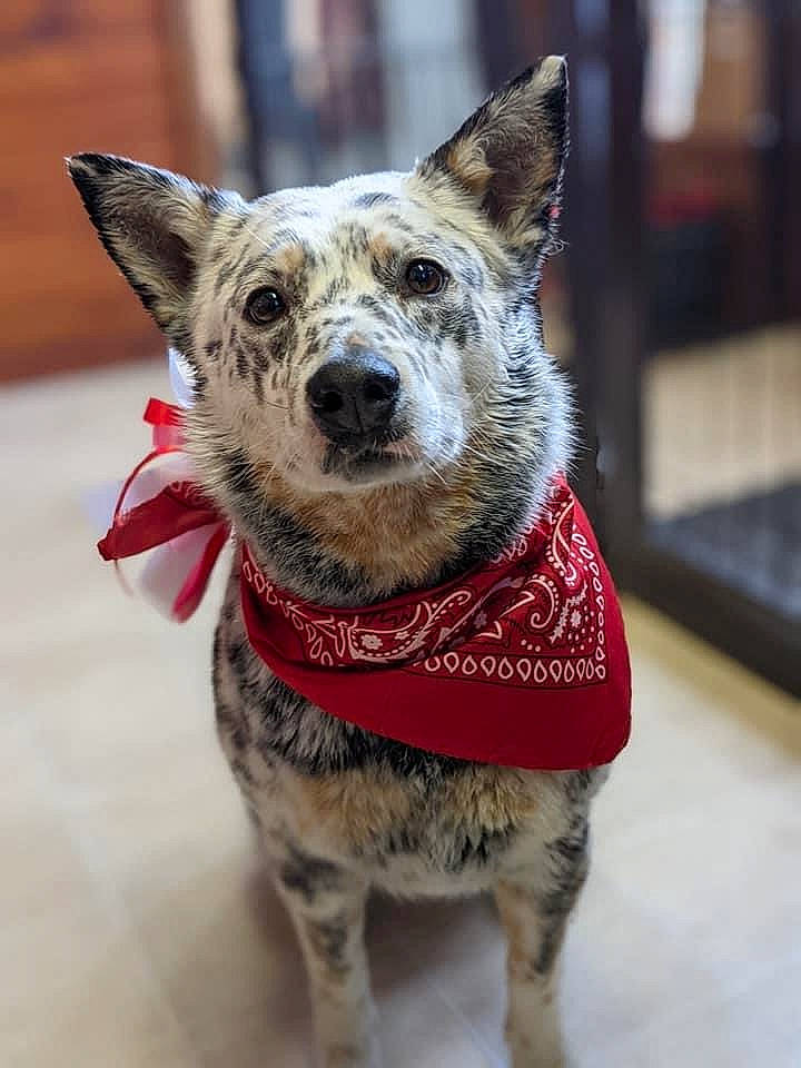 Betty White Miller joined the competition — help win amazing prizes! canidae, carnivore, collar, companion_dog, dog, dog_breed, dog_clothes, dog_collar, dog_supply, fawn, fur, herding_dog, leash, pattern, pet_supply, snout, sporting_group, texas_heeler, whiskers, working_animal