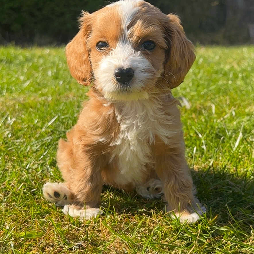 Tilly joined the competition — help win amazing prizes! animal, beagle, canine, cockerspaniel, countryside, dog, field, goldenretriever, grass, grassland, hound, lawn, nature, outdoors, papillon, pet, plant, poodle, puppy, terrier