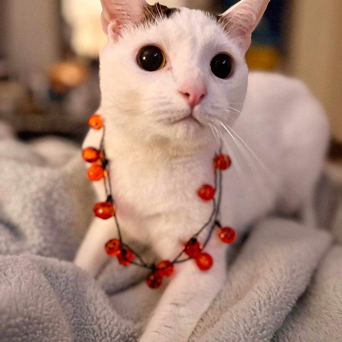 Casper