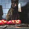 cat, black_cat, apples, kitchen_counter, tile_wall, electrical_outlet, shadow, domestic, indoor, still_life, fruit, pet, animal, feline, dark, silhouette, reflection, tablecloth, household, closeup