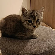 Petit Chat participe au concours pour gagner de l'argent avec cette photo : animal, background, cat, curious, cute, domestic, feline, floor, furry, fuzz, gray, indoor, kitten, pet, sitting, small, stool, texture, wooden, young