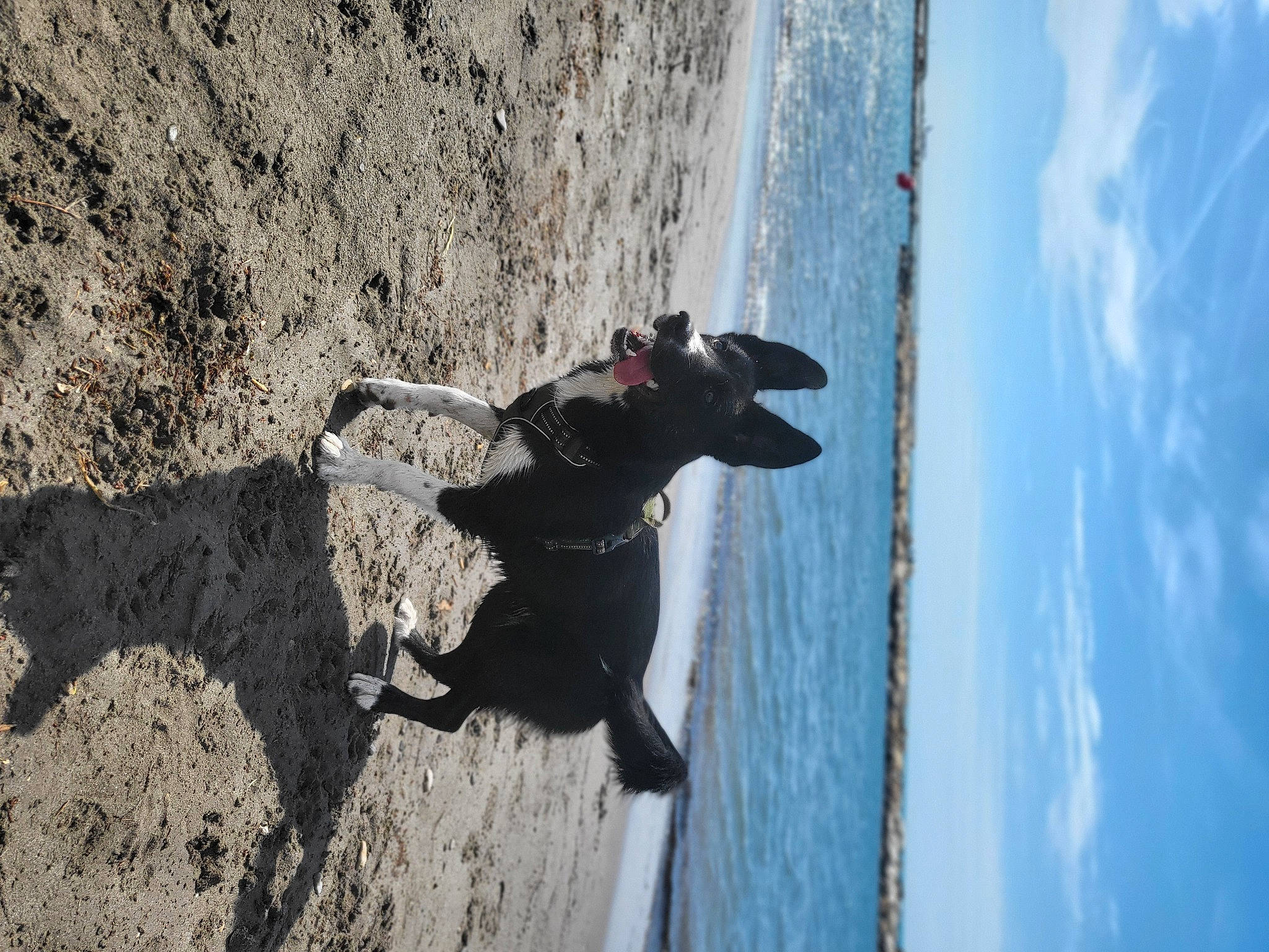 Layka a rejoint le concours — aidez-le/la à gagner de superbes lots ! beach, canidae, carnivore, cloud, coast, dog, dog_breed, freezing, fun, leisure, ocean, recreation, rock, sand, sky, sport_climbing, sporting_group, water, wind_wave, wood