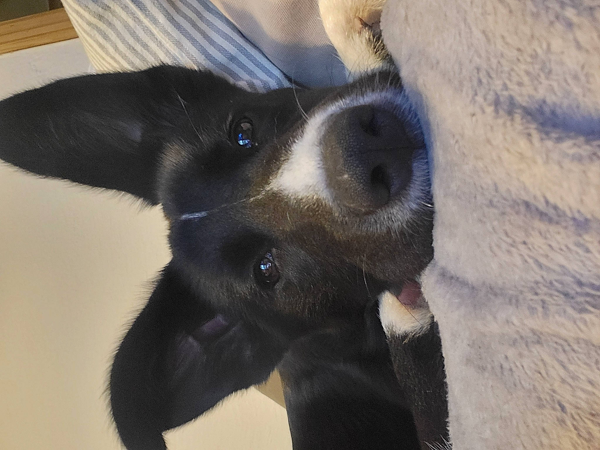 Layka participe au concours pour gagner de l'argent avec cette photo : borador, canidae, carnivore, collar, companion_dog, dog, dog_breed, dog_collar, ear, electric_blue, fur, paw, snout, sporting_group, whiskers, working_animal, working_dog