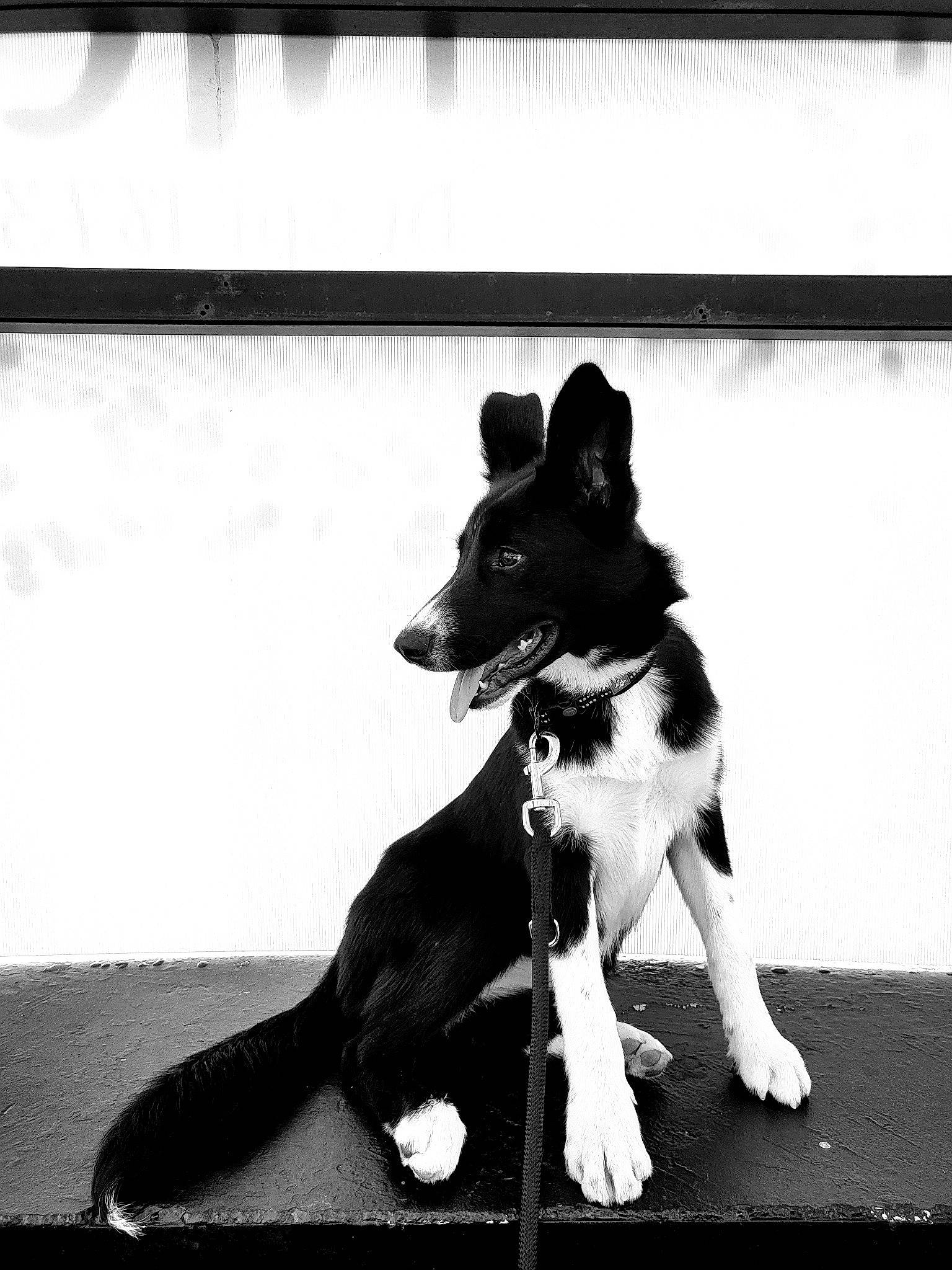 Layka a rejoint le concours — aidez-le/la à gagner de superbes lots ! black, black_and_white, canidae, carnivore, companion_dog, dog, dog_breed, dog_collar, herding_dog, monochrome, monochrome_photography, rectangle, snout, sporting_group, stock_photography, style, tail, tints_and_shades, working_animal, working_dog