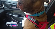 Charliewatts is registered to the contest to win money with this photo: animal, blanket, brown_dog, car, car_interior, close_up, collar, dog, harness, indoors, pet, pit_bull_type, portrait, rainy_window, red_harness, sitting, travel, turquoise_collar, white_chest, white_paws