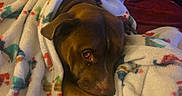 Charliewatts joined the competition — help win amazing prizes! dog, brown_dog, sleeping, cozy, blanket, fleece, couch, indoor, portrait, pet, canine, relaxed, side_eye, paws, lying_down, warm, home, soft, colorful, snuggled