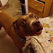 Charliewatts is registered to the contest to win money with this photo: bedroom, blue_collar, brown_dog, canine, carpet, cartoon_blanket, closeup, collar, dog, funny_expression, home, indoors, large_eyes, open_mouth, pet, pet_bed, portrait, short_hair, space_heater, wooden_dresser