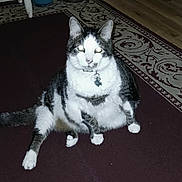 Gus is registered to the contest to win money with this photo: cat, tuxedo_cat, pet, animal, collar, tag, fish_tag, sitting, front_view, black_and_white, fur, whiskers, ears, eyes, paws, tail, carpet, rug, indoors, portrait