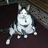 cat, tuxedo_cat, pet, animal, collar, tag, fish_tag, sitting, front_view, black_and_white, fur, whiskers, ears, eyes, paws, tail, carpet, rug, indoors, portrait