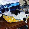 cat, black_and_white, fluffy, sleeping, lounging, pet, animal, yellow_bed, mouse_pattern, paw, whiskers, ears, indoor, living_room, table, television, books, cables, relaxed, cozy