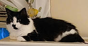 Clara joined the competition — help win amazing prizes! cat, black_and_white, tuxedo_cat, fluffy, long_hair, pet, animal, feline, whiskers, ears, eyes, nose, lying_down, lounging, indoors, cabinet, drawer, curtains, home_decor, portrait
